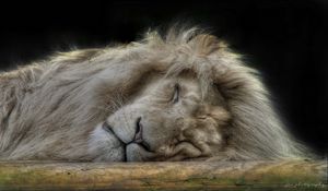 Preview wallpaper lion, face, sleep, furry, big cat, predator