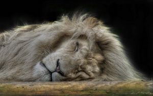 Preview wallpaper lion, face, sleep, furry, big cat, predator