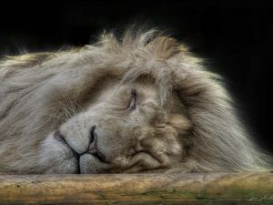 Preview wallpaper lion, face, sleep, furry, big cat, predator