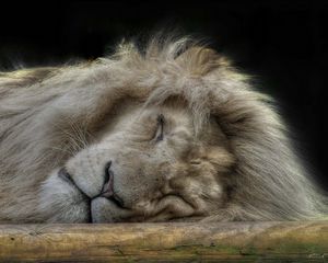 Preview wallpaper lion, face, sleep, furry, big cat, predator