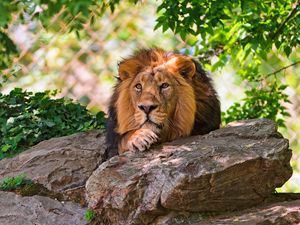 Preview wallpaper lion, face, stones, lie, king of beasts, big cat, predator