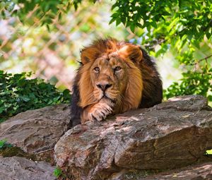 Preview wallpaper lion, face, stones, lie, king of beasts, big cat, predator