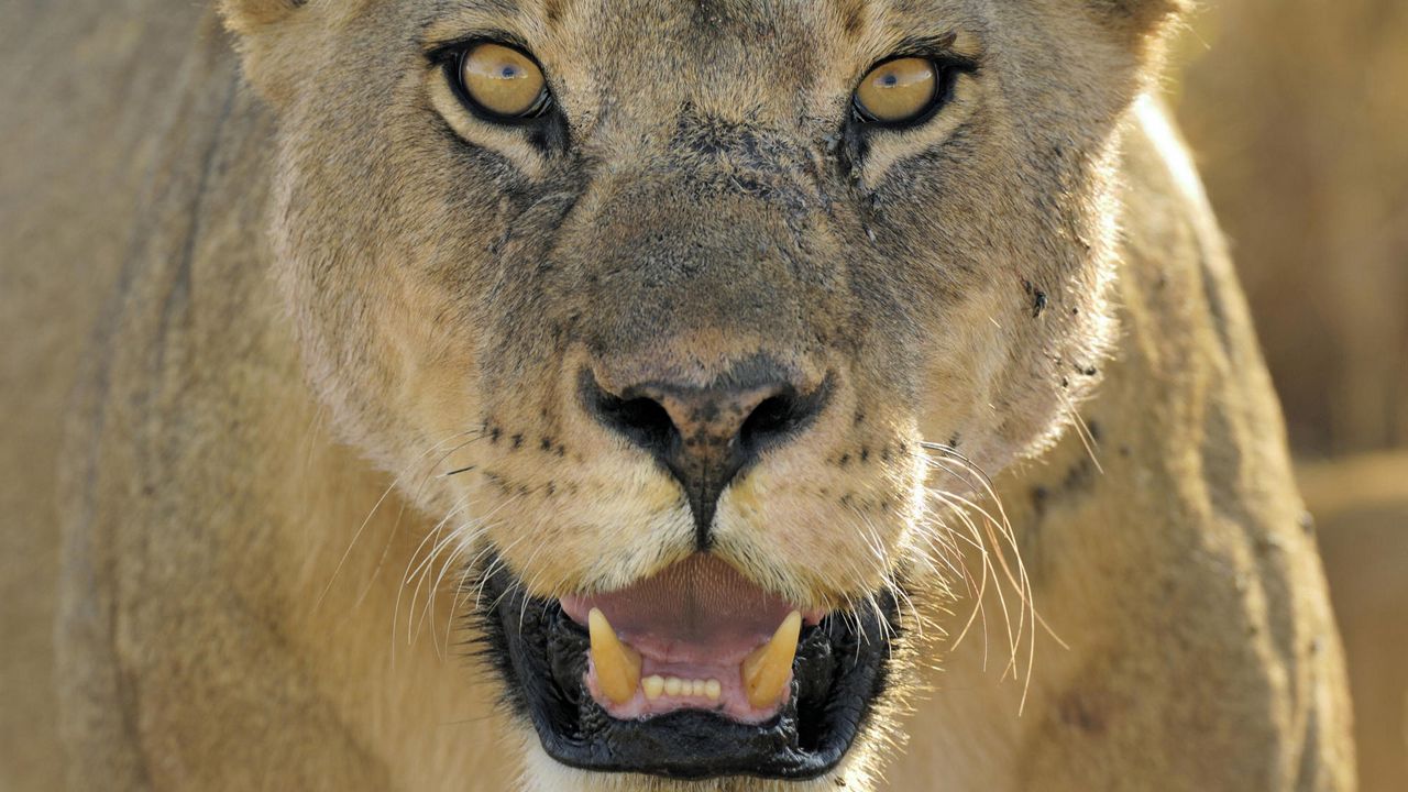Wallpaper lion, face, teeth, anger, big cat, predator