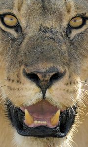 Preview wallpaper lion, face, teeth, anger, big cat, predator