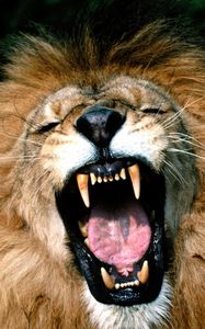 Preview wallpaper lion, face, teeth, anger, aggression, mane