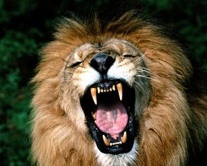 Preview wallpaper lion, face, teeth, anger, aggression, mane
