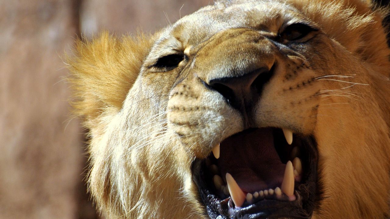 Wallpaper lion, face, teeth, anger, aggression