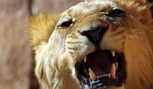 Preview wallpaper lion, face, teeth, anger, aggression