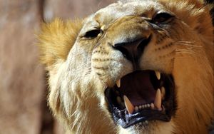 Preview wallpaper lion, face, teeth, anger, aggression