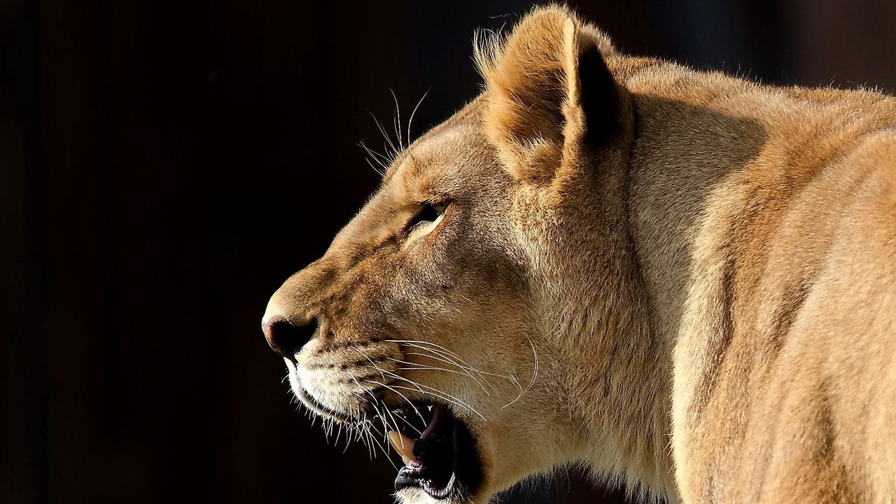 Wallpaper lion, face, teeth, profile, predator