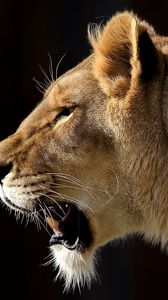 Preview wallpaper lion, face, teeth, profile, predator