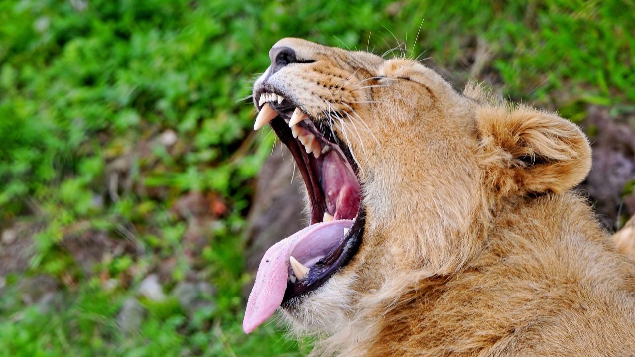Wallpaper lion, face, teeth, profile, protruding tongue, screaming, aggression, predator
