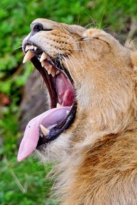 Preview wallpaper lion, face, teeth, profile, protruding tongue, screaming, aggression, predator
