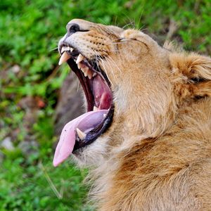 Preview wallpaper lion, face, teeth, profile, protruding tongue, screaming, aggression, predator
