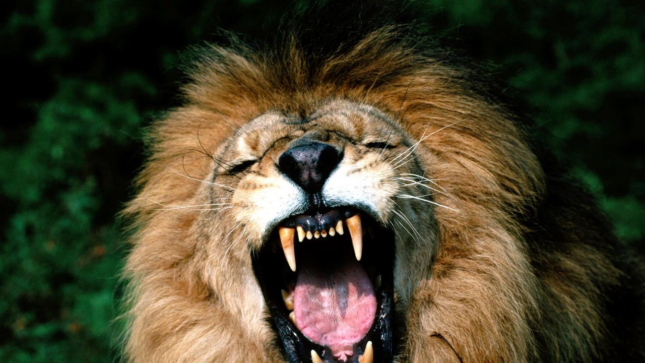 Wallpaper lion, face, teeth, anger, aggression, mane hd, picture, image