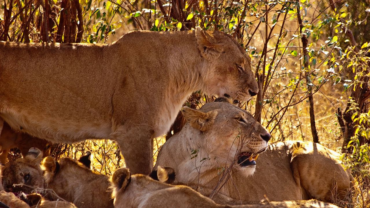 Wallpaper lion, family, cubs, grass, sit, predators