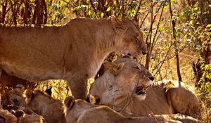 Preview wallpaper lion, family, cubs, grass, sit, predators
