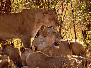 Preview wallpaper lion, family, cubs, grass, sit, predators