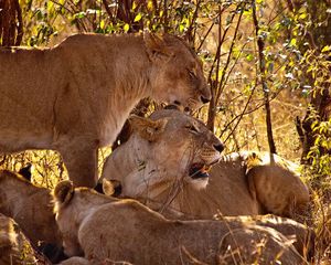 Preview wallpaper lion, family, cubs, grass, sit, predators