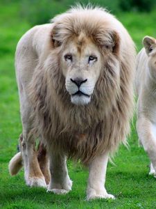 Preview wallpaper lion, family, walk, grass