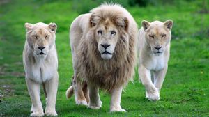 Preview wallpaper lion, family, walk, grass