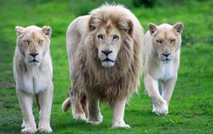 Preview wallpaper lion, family, walk, grass