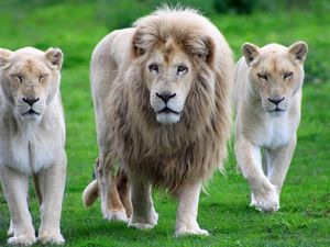 Preview wallpaper lion, family, walk, grass