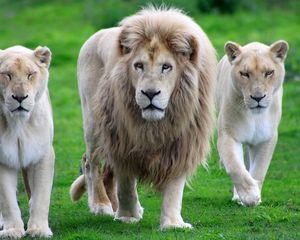 Preview wallpaper lion, family, walk, grass