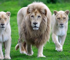 Preview wallpaper lion, family, walk, grass