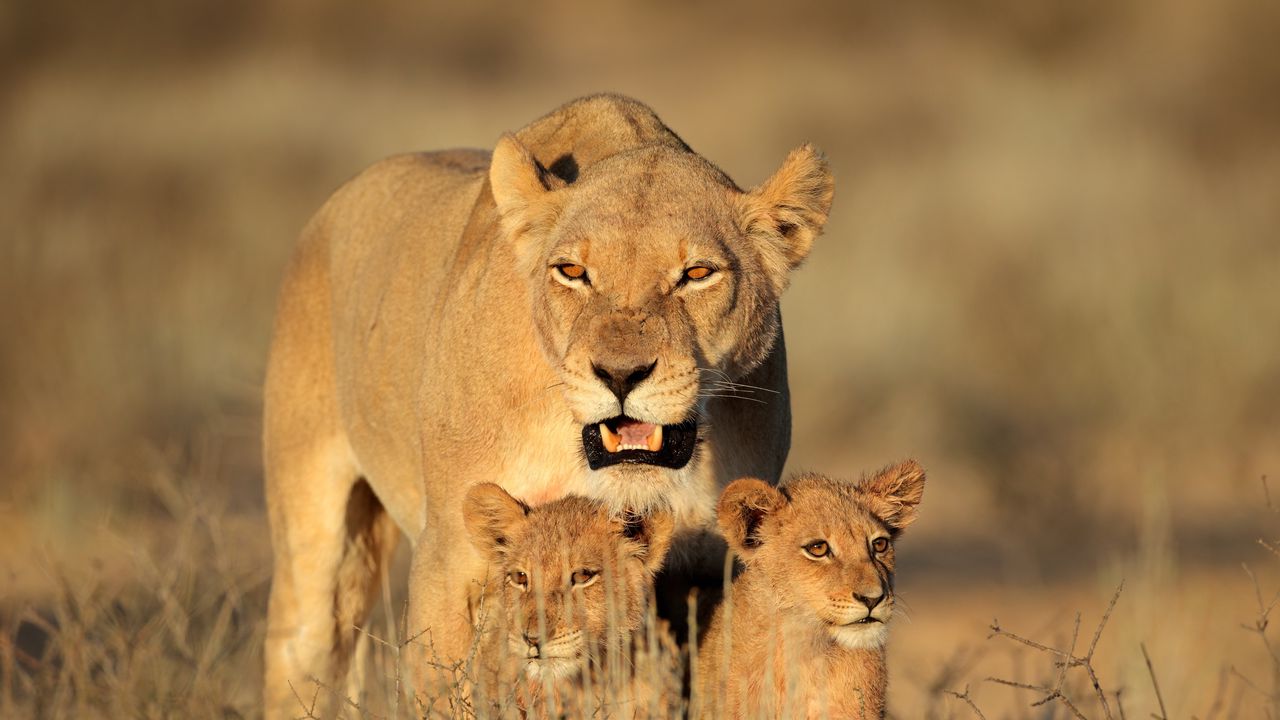 Wallpaper lion, female, lion cubs, family, africa, predators