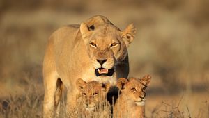 Preview wallpaper lion, female, lion cubs, family, africa, predators