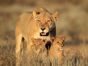 Preview wallpaper lion, female, lion cubs, family, africa, predators