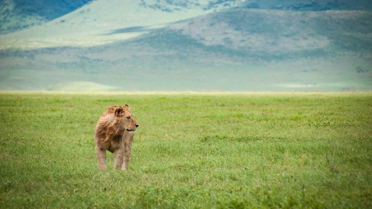 Wallpaper lion, field, grass, predator, animal