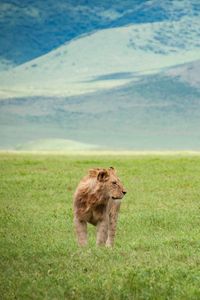 Preview wallpaper lion, field, grass, predator, animal