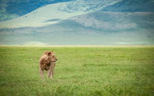 Preview wallpaper lion, field, grass, predator, animal