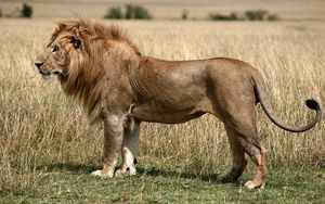Preview wallpaper lion, field, grass, king of beasts