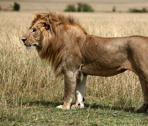 Preview wallpaper lion, field, grass, king of beasts