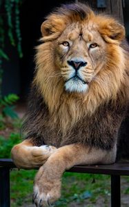 Preview wallpaper lion, glance, animal, predator, king of beasts, big cat