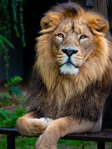 Preview wallpaper lion, glance, animal, predator, king of beasts, big cat