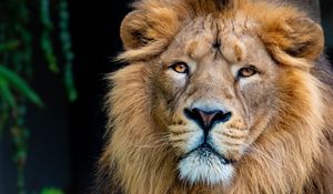 Preview wallpaper lion, glance, animal, predator, king of beasts, big cat