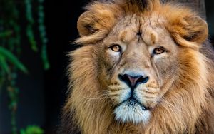 Preview wallpaper lion, glance, animal, predator, king of beasts, big cat