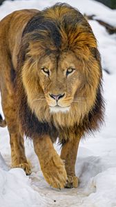 Preview wallpaper lion, glance, animal, predator, brown, wildlife