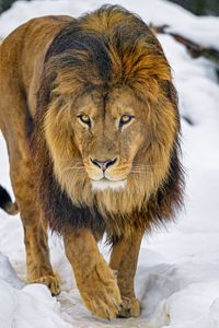 Preview wallpaper lion, glance, animal, predator, brown, wildlife