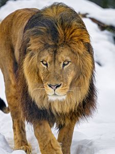 Preview wallpaper lion, glance, animal, predator, brown, wildlife