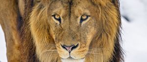 Preview wallpaper lion, glance, animal, predator, brown, wildlife