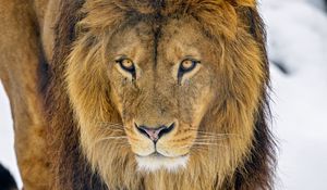 Preview wallpaper lion, glance, animal, predator, brown, wildlife
