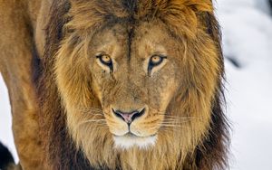 Preview wallpaper lion, glance, animal, predator, brown, wildlife