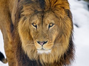 Preview wallpaper lion, glance, animal, predator, brown, wildlife