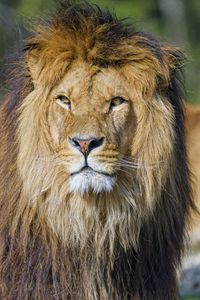 Preview wallpaper lion, glance, animal, predator