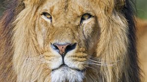 Preview wallpaper lion, glance, animal, predator